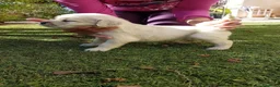 Golden Retriever perros en venta: Golden Retriever Belleza - Anuncio 2