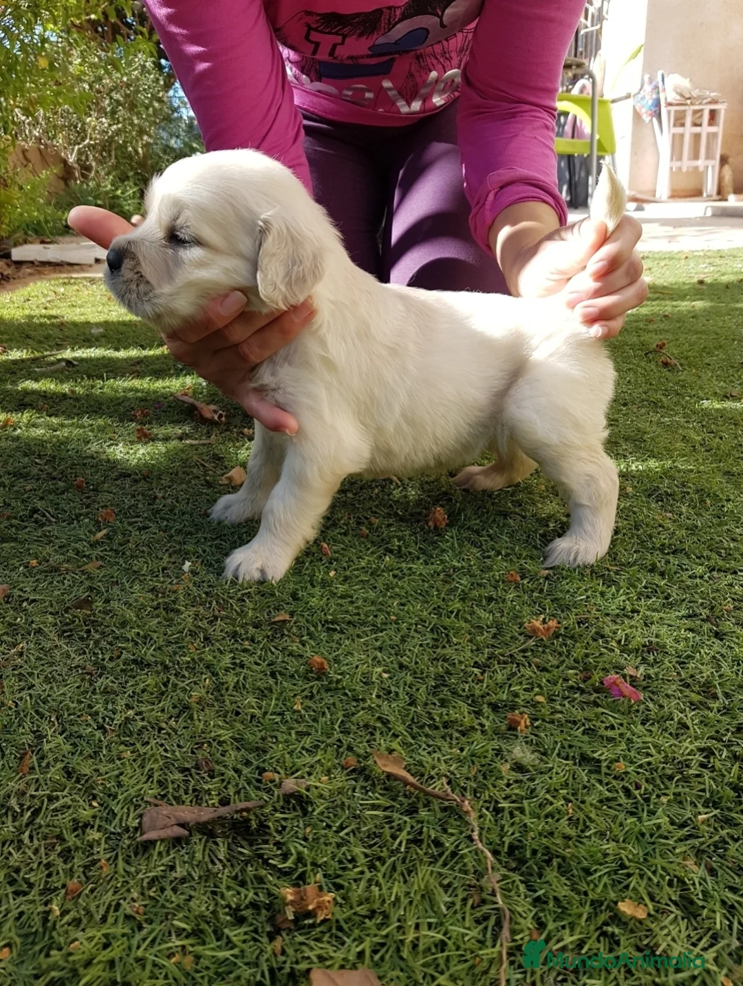 Golden Retriever perros en venta: Golden Retriever Belleza - Anuncio 2