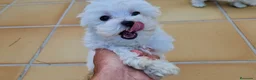 Bichón Maltés perros en venta: Bichón maltes - Anuncio 3