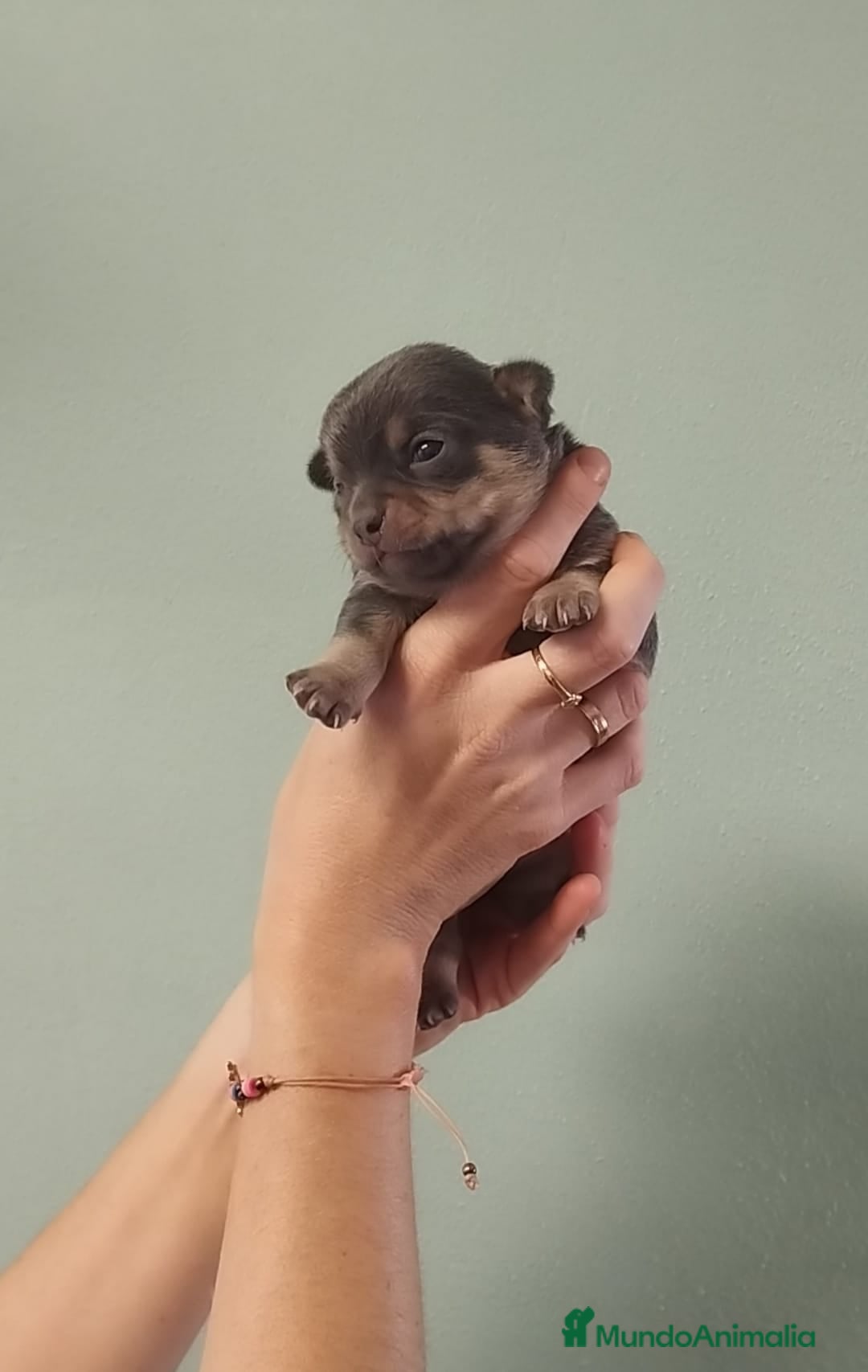 Chihuahua perros en venta: Hermoso chihuahua macho blue - Anuncio 4