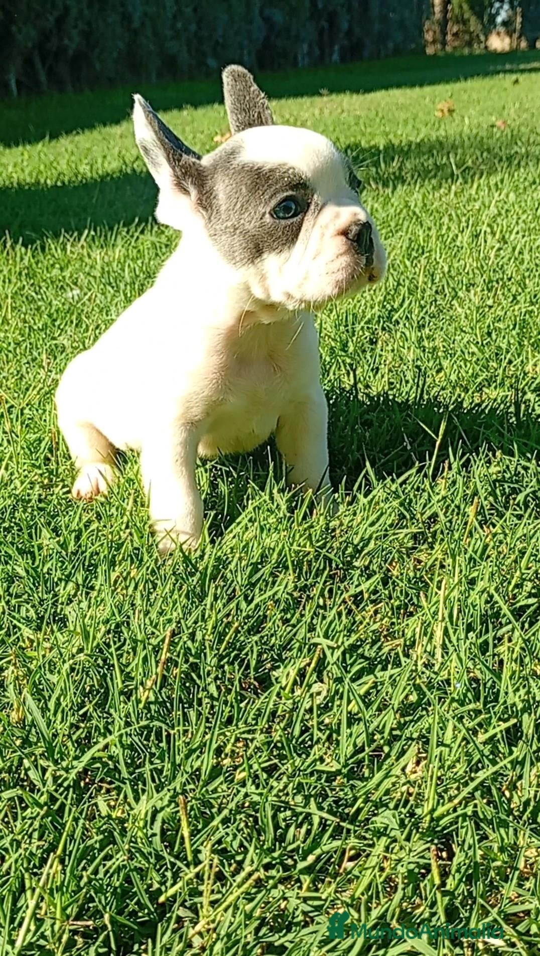 Bulldog Francés perros Bulldog francés ((PRECIO REAL)) - Anuncio 1