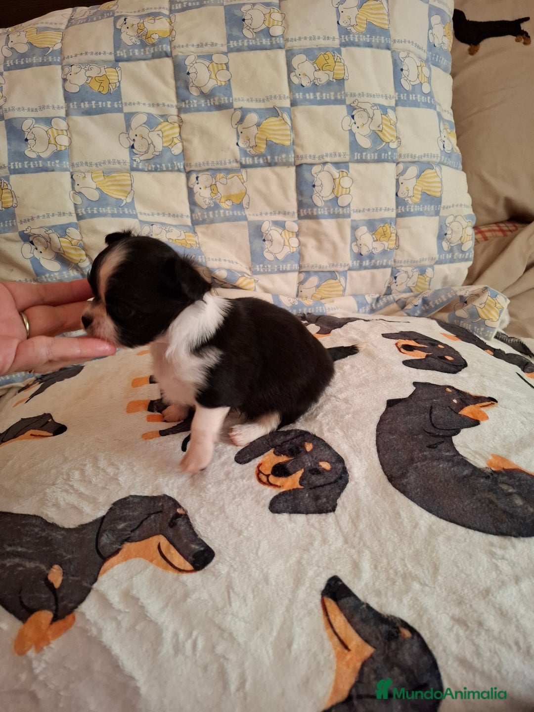 Chihuahua perros en venta: Espectacular chihuahua de pelo largo - Imagen 3