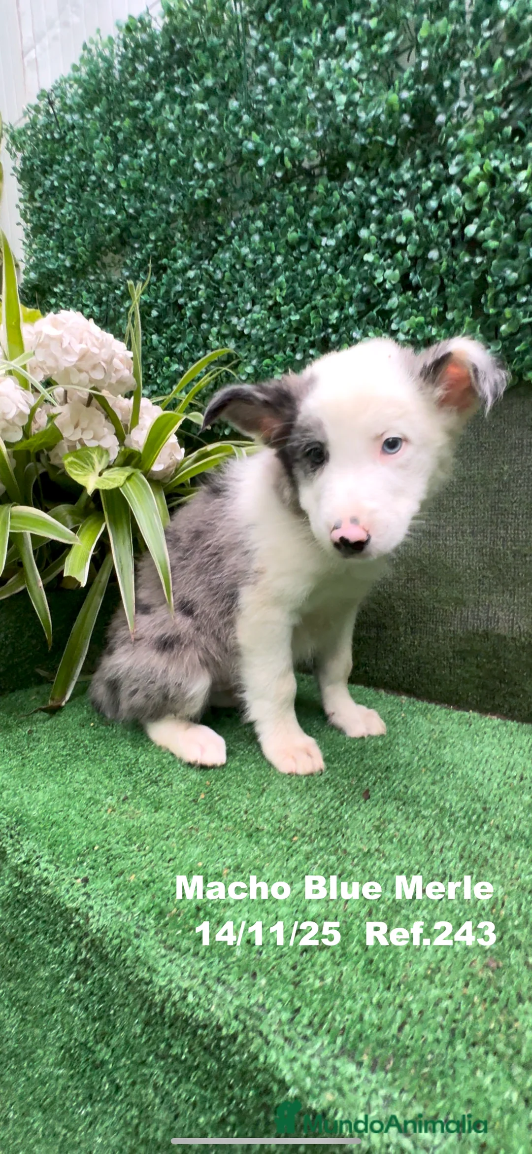 Border Collie perros en venta: Border Collie De Villa Biznaga - Anuncio 19