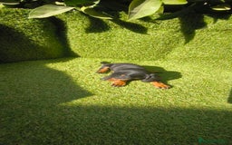 Teckel Miniatura perros en venta: camada teckel canichen muy pequeños  - Imagen 34