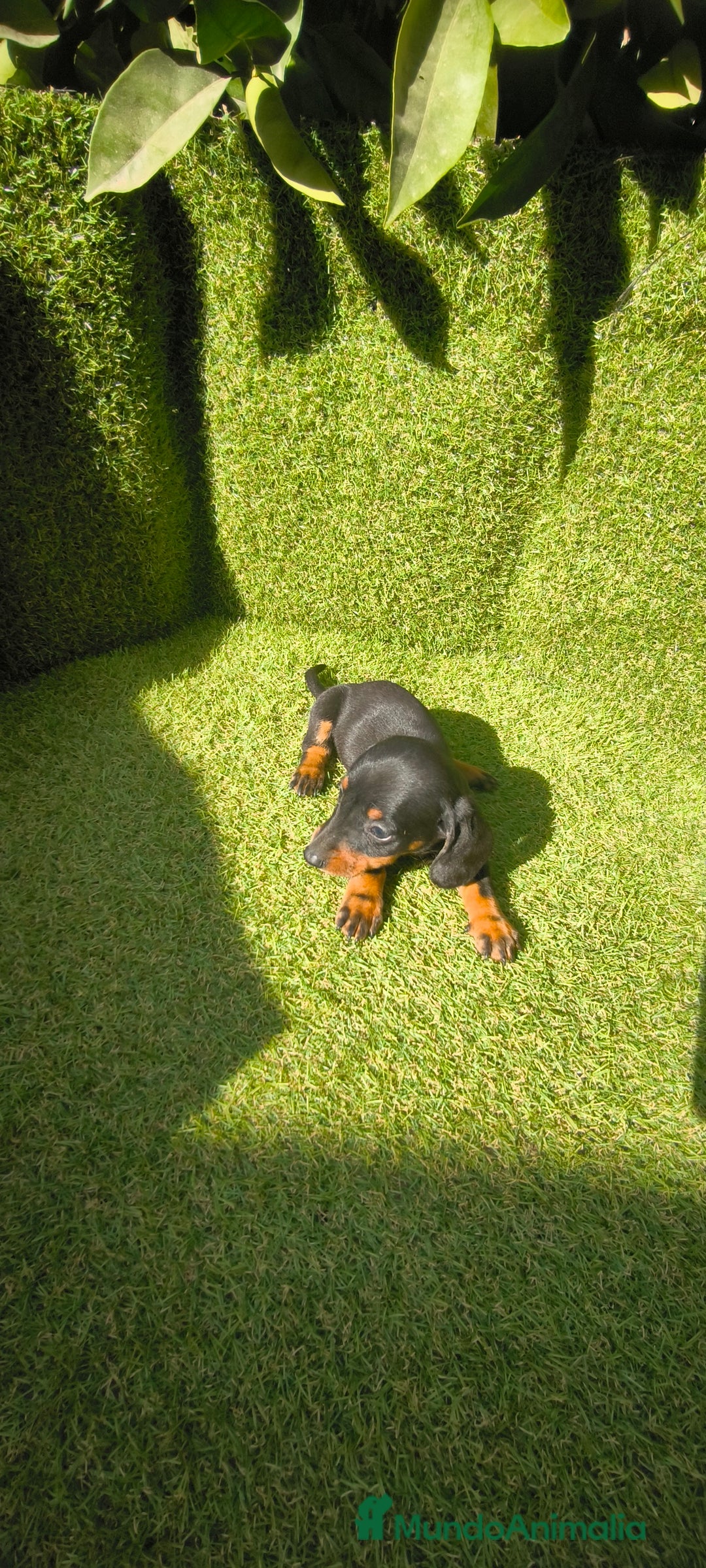 Teckel Miniatura perros en venta: camada teckel canichen muy pequeños  - Imagen 34