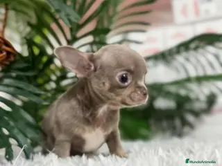 Chihuahua perros CHIHUAHUA - Anuncio 1