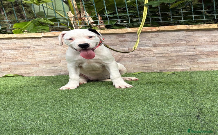 Dogo Argentino perros - Anuncio 4