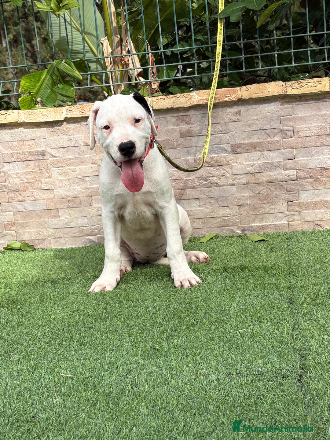 Dogo Argentino perros en venta: Digas argentinas  - Imagen 1