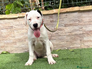 Dogo Argentino perros - Anuncio 17