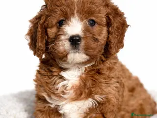 Cavapoo perros Cavapoo hembra - Anuncio 1