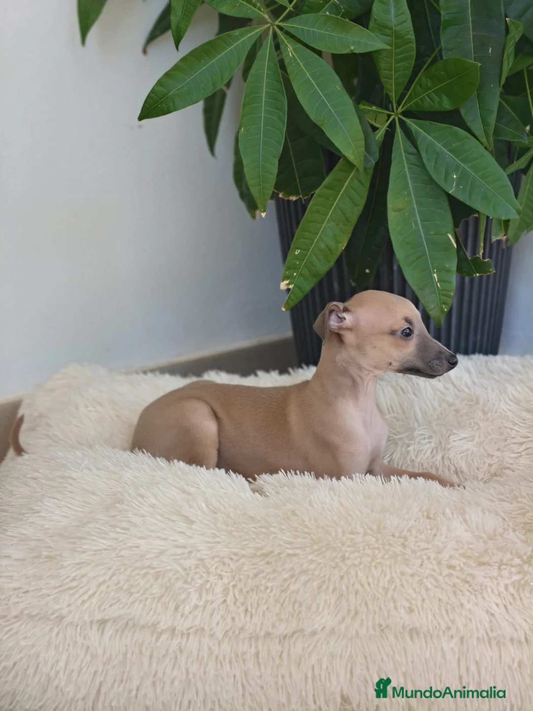 Pequeño Lebrel Italiano perros en venta: Piccolo lebrel italiano  - Anuncio 2