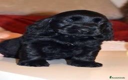 Cocker Spaniel Americano perros en venta: Cocker spanish dorado y negro  - Imagen 2