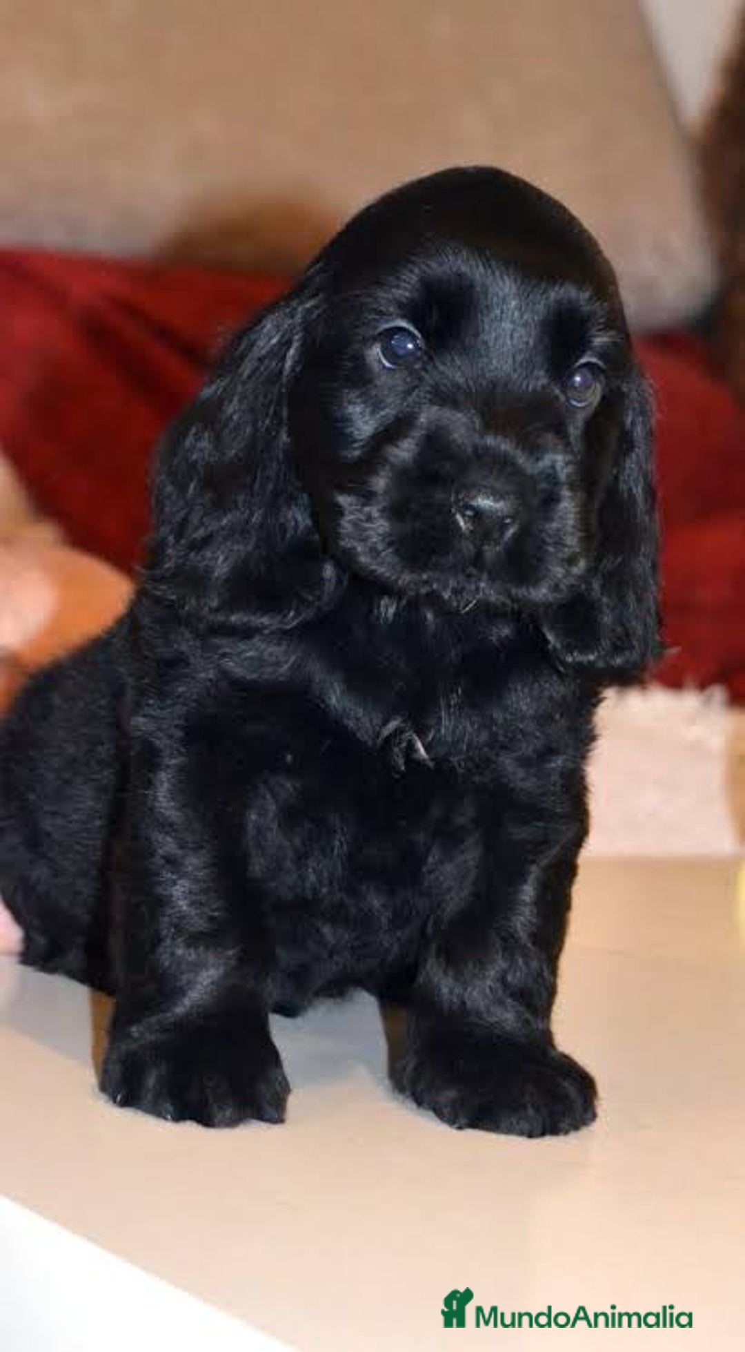 Cocker Spaniel Americano perros en venta: Cocker spanish dorado y negro  - Imagen 2