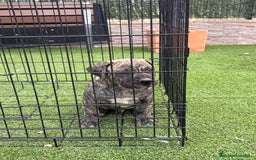 Dogo Canario perros en venta: Cachorros de presa  - Imagen 3