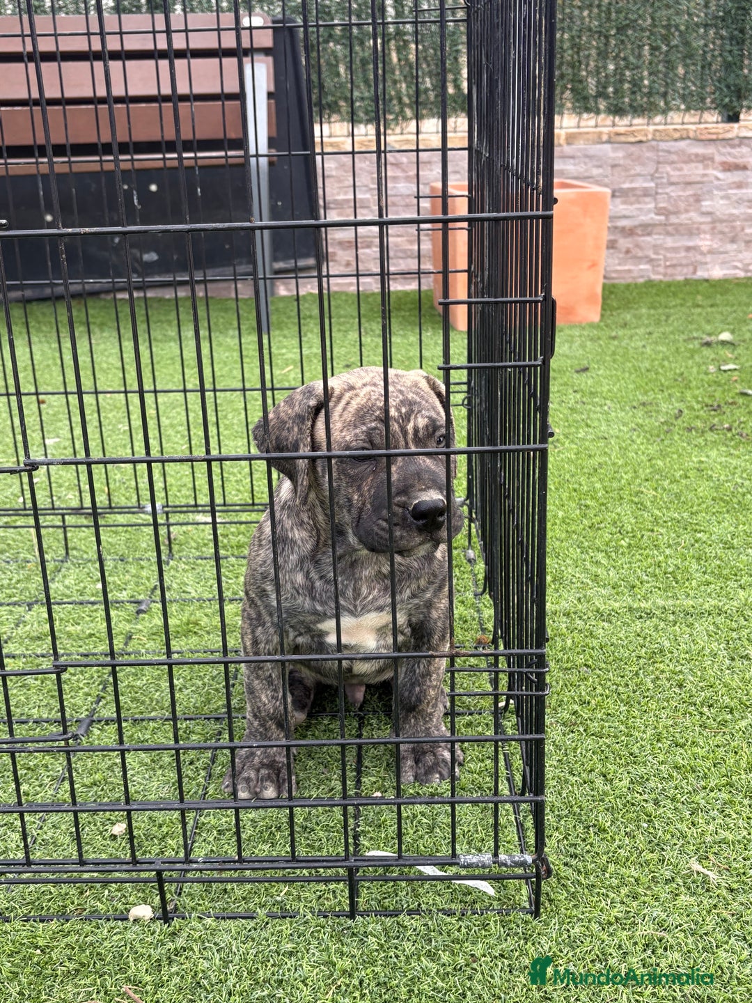 Dogo Canario perros en venta: Cachorros de presa  - Imagen 3