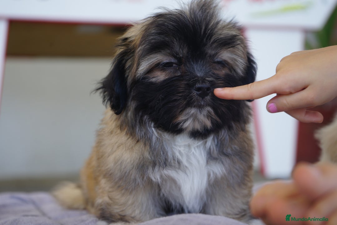 Maltipoo perros en venta: ✨ Snow & Carnival ✨ - Imagen 8