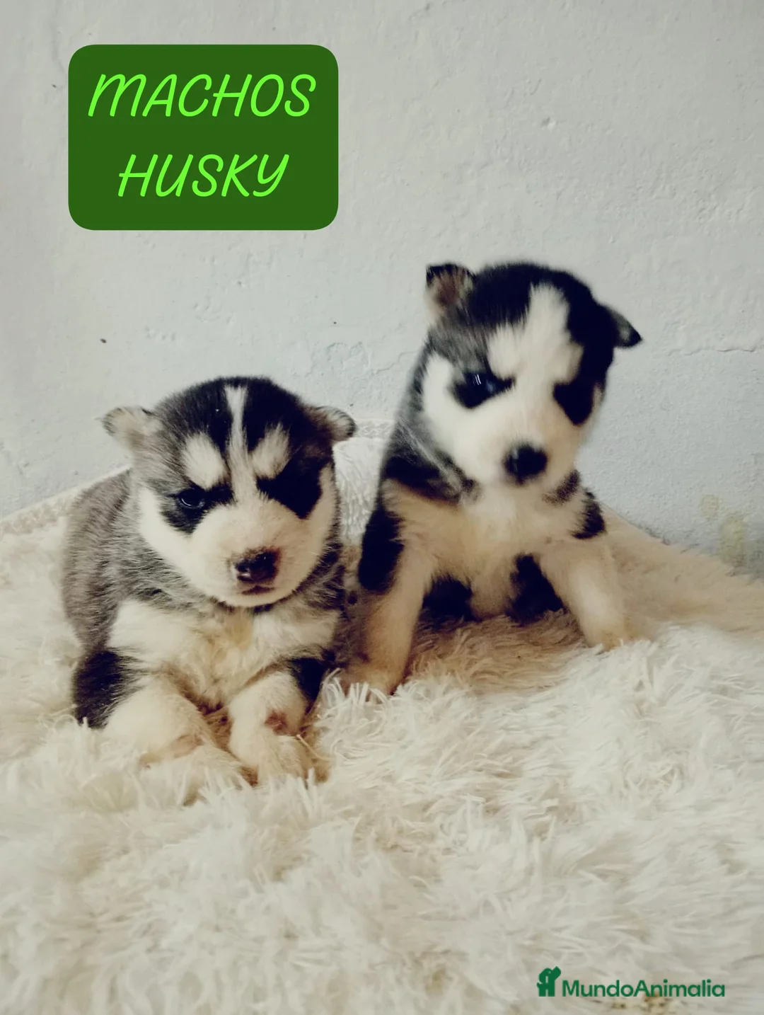 Husky Siberiano perros en venta: Husky siberiano  - Anuncio 2