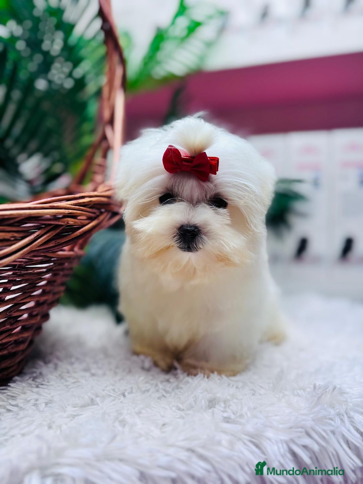 Bichón Maltés perros BICHON MALTES HEMBRA - Anuncio 5