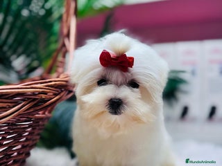 Bichón Maltés perros BICHON MALTES HEMBRA - Anuncio 1