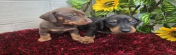 Teckel Miniatura perros en venta: Teckel Miniatura - Anuncio 10