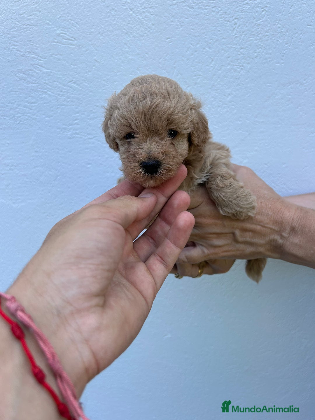 Maltipoo perros en venta: maltipoo  - Anuncio 3