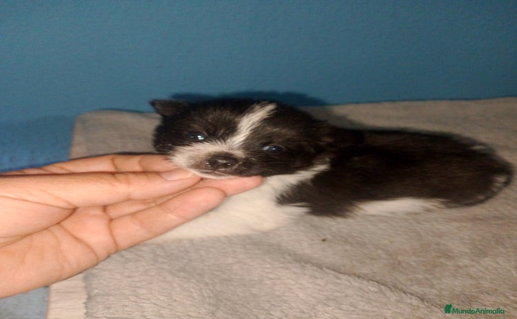 Pomerania perros - Propaganda 2