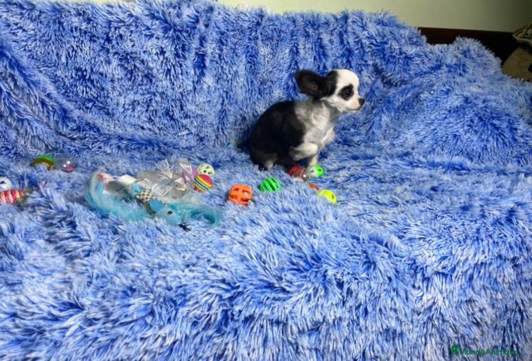 Chihuahua perros en venta: cachorro chihuahua pelo largo - Anuncio 3