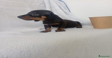 Teckel Miniatura perros - Anuncio 2
