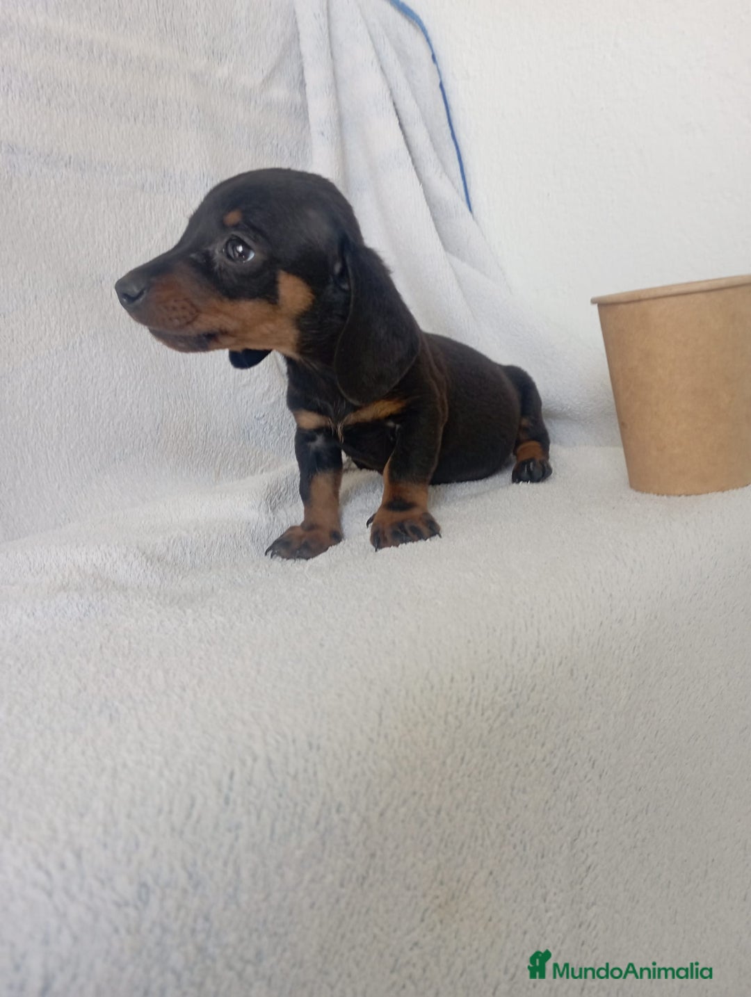 Teckel Miniatura perros en venta: Últimos teckel!! - Imagen 3