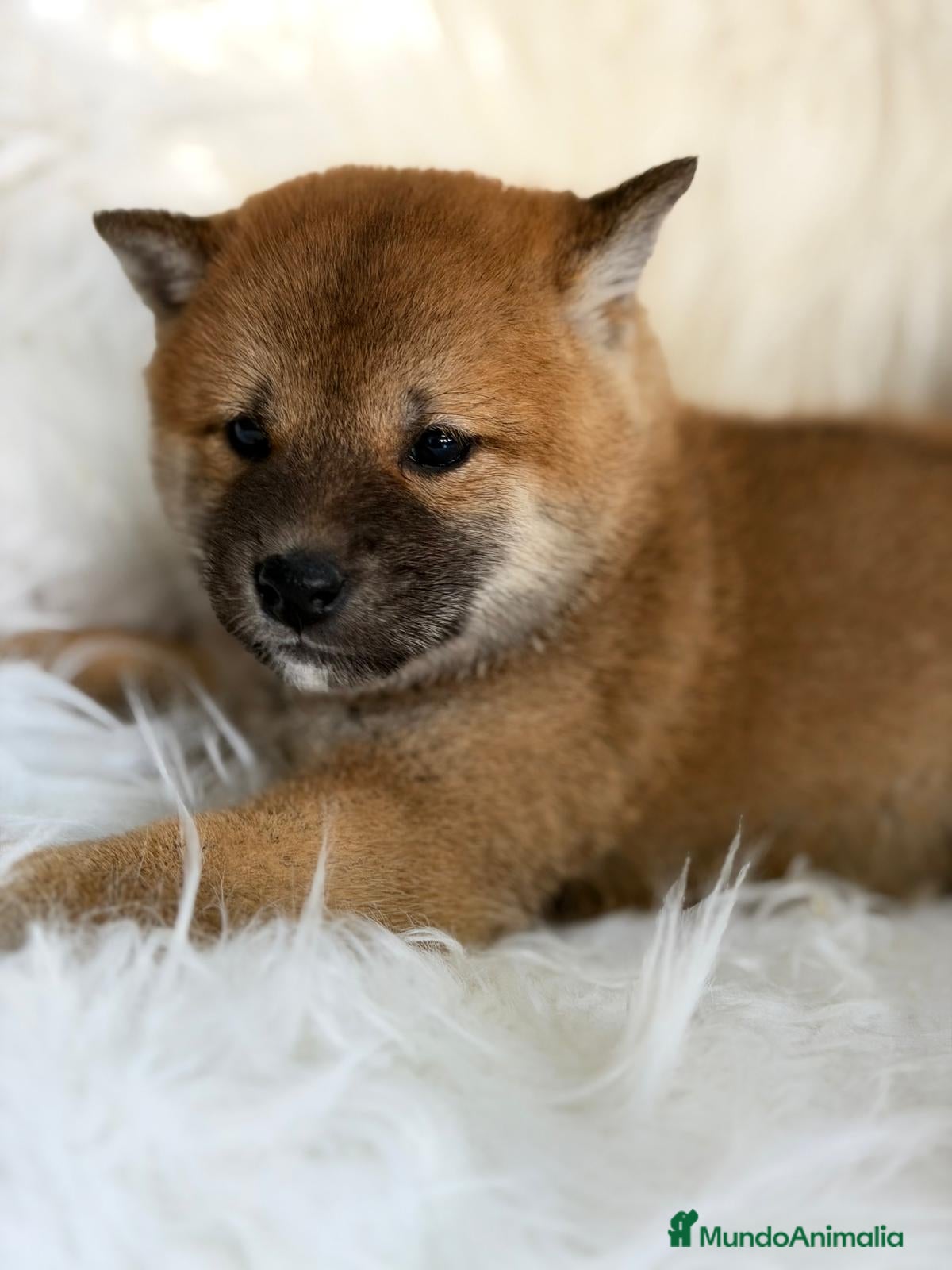 Shiba Inu perros SHIBA INU ROJO MACHO - Anuncio 2
