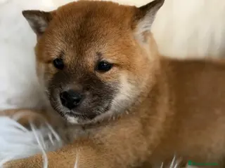 Shiba Inu perros SHIBA INU ROJO MACHO - Anuncio 2