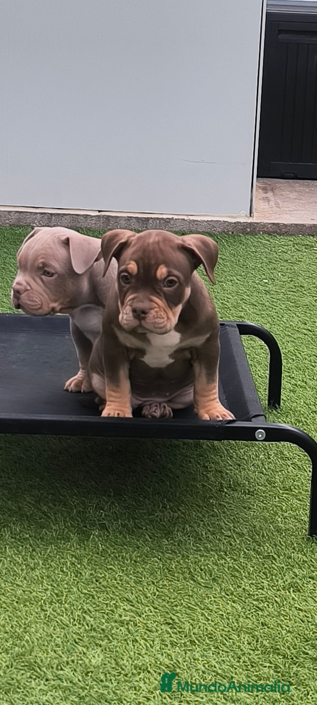 American Bully perros en venta: American bully pocket - Anuncio 4