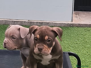 American Bully perros American bully pocket - Anuncio 19