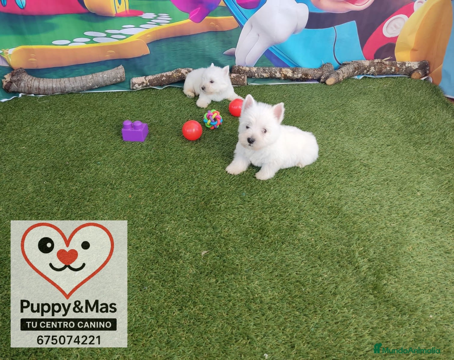 West Highland White Terrier perros Westy  - Anuncio 1