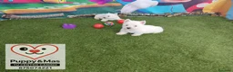 West Highland White Terrier perros en venta: Westy  - Anuncio 1