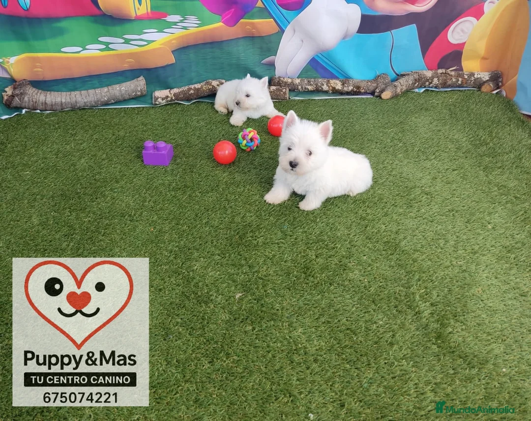 West Highland White Terrier perros en venta: Westy  - Anuncio 1