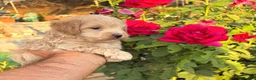 Maltipoo perros en venta: Maltipoo macho disponible !!! - Anuncio 3
