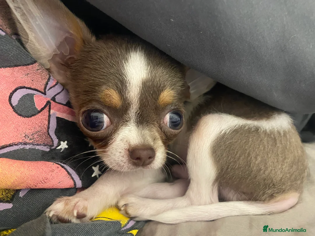 Chihuahua perros para monta: Chihuahua color exótico para monta  - Anuncio 5