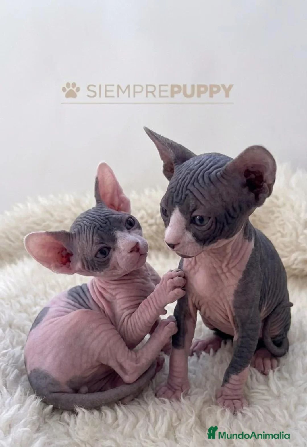 Sphynx gatos en venta: SPHYNX GATITOS - Anuncio 6