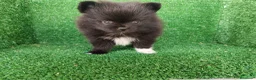 Pomerania perros en venta: pomerania - Anuncio 3