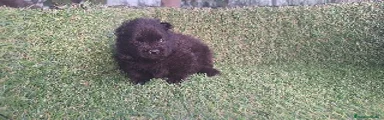 Pomerania Cachorro 1