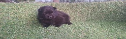 Pomerania perros en venta: Pomeranias - Anuncio 2