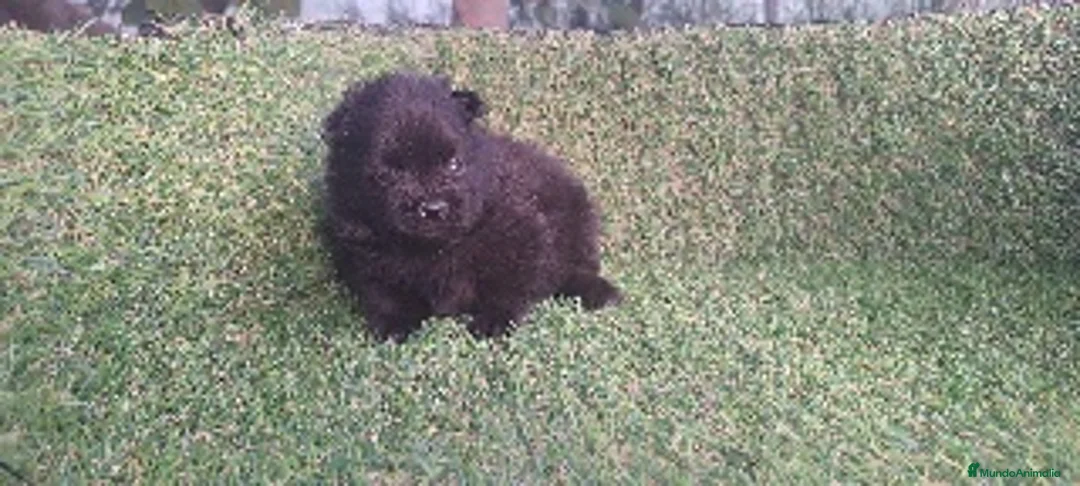 Pomerania perros en venta: Pomeranias - Anuncio 2