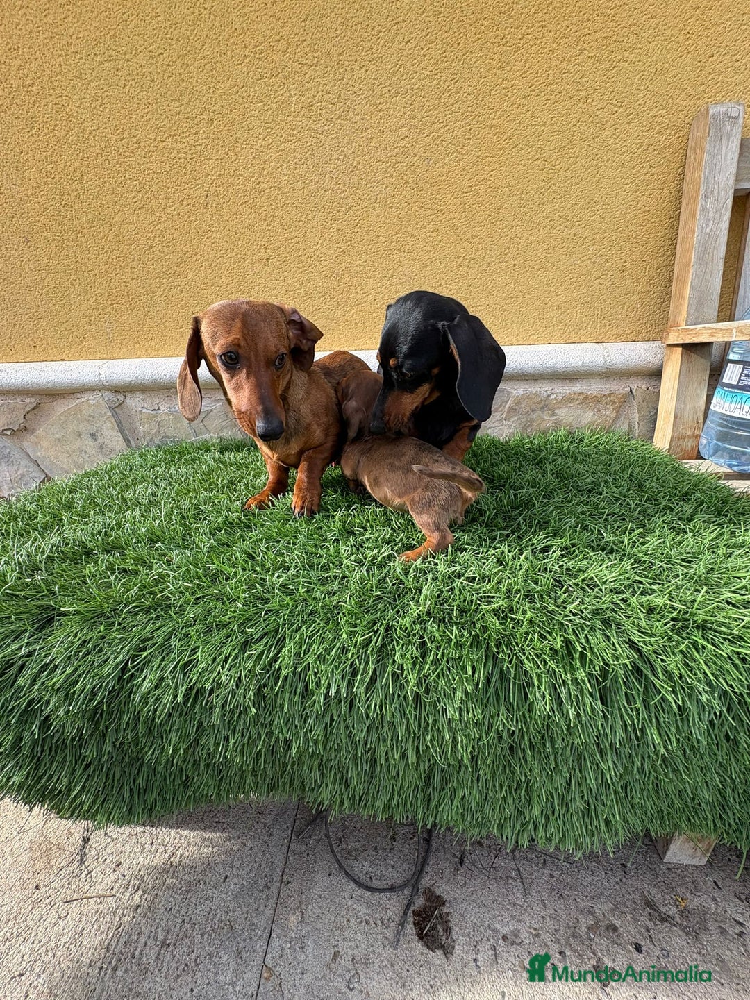 Teckel Miniatura perros en venta: Teckel Kaninchen macho merle diluido  - Anuncio 17