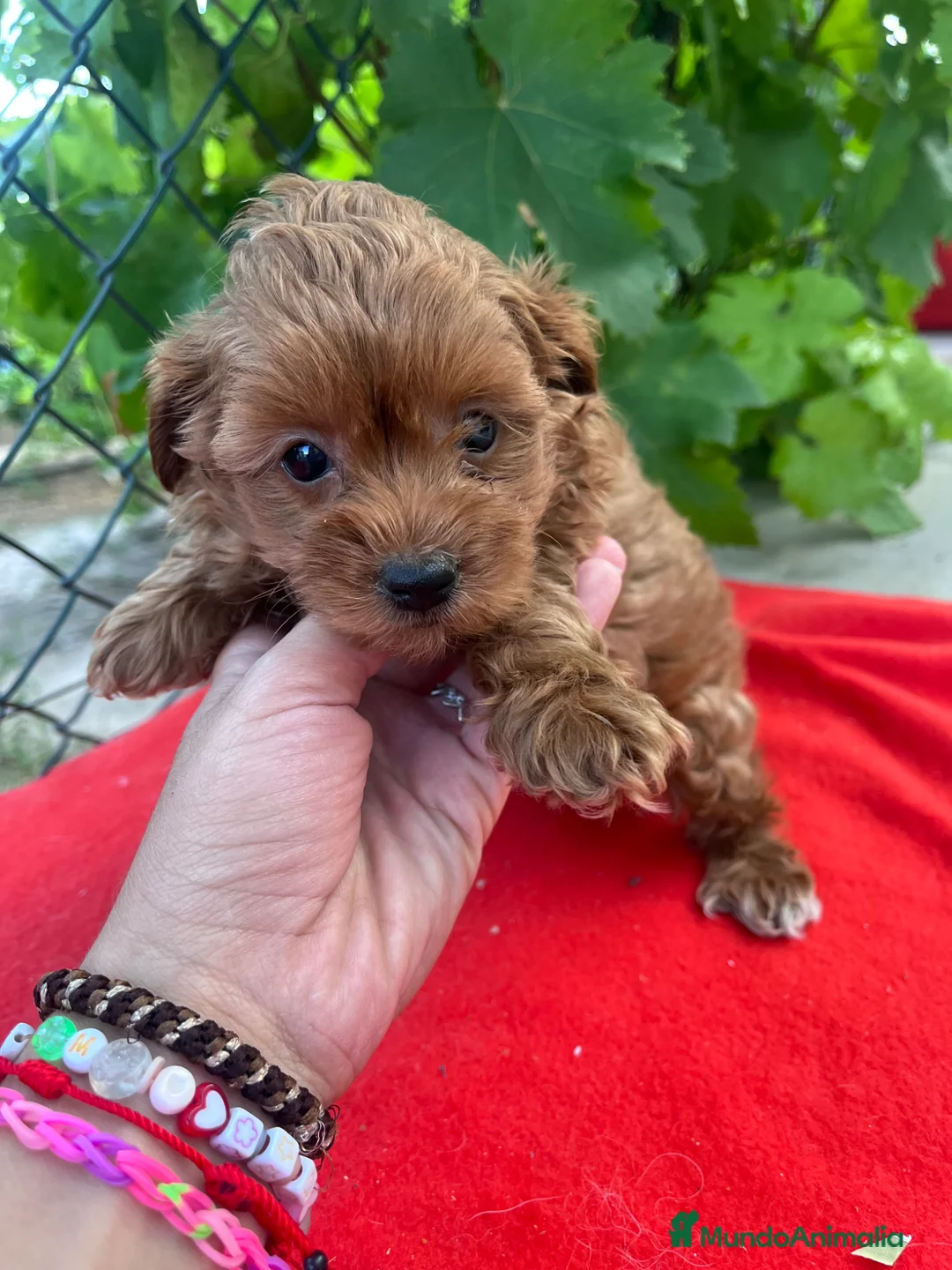 Maltipoo perros en venta: PRECIOSO MACHO - Anuncio 2