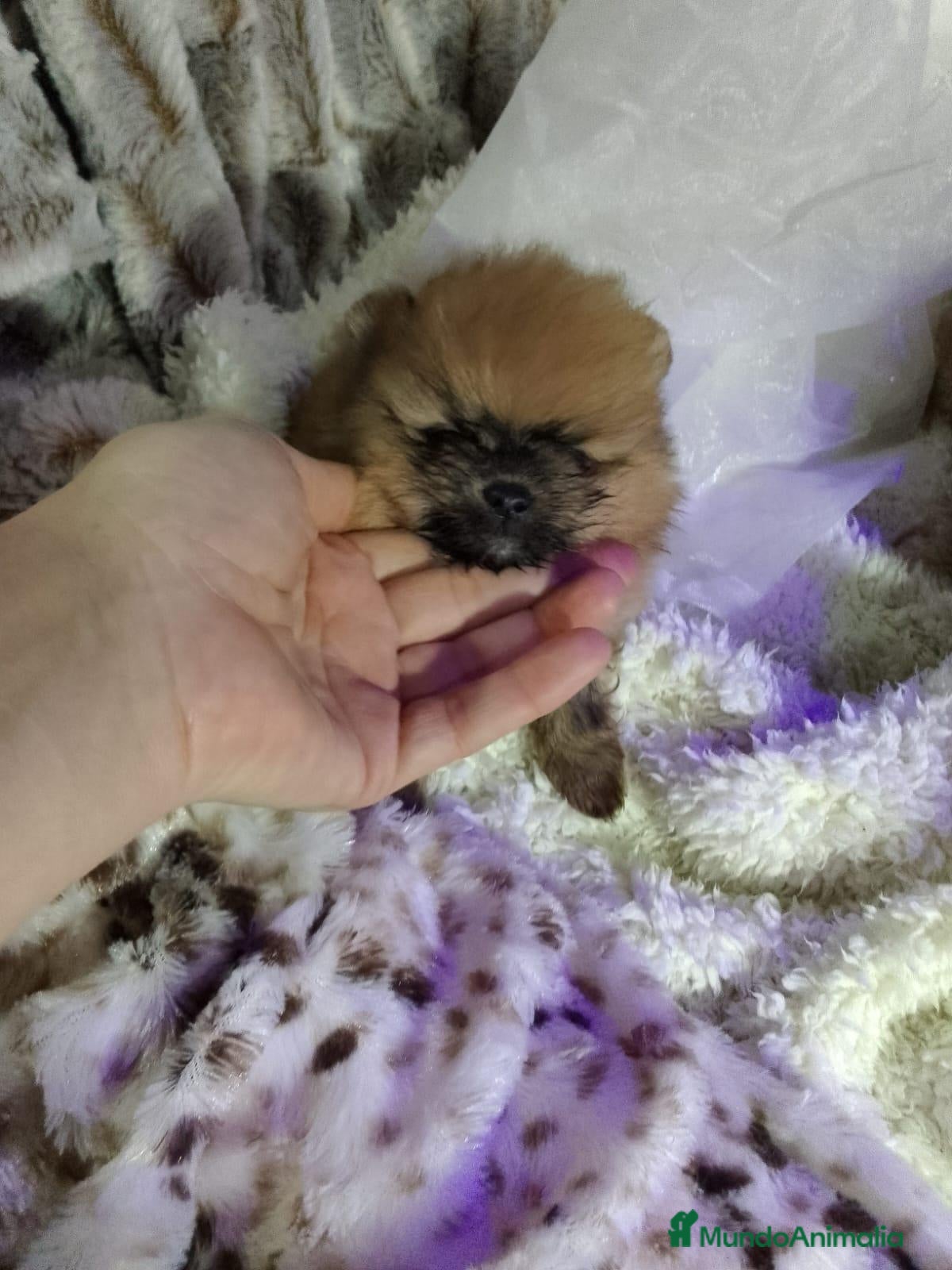 Pomerania perros ‼️POMERANIAS AMERICANOS  - Anuncio 1