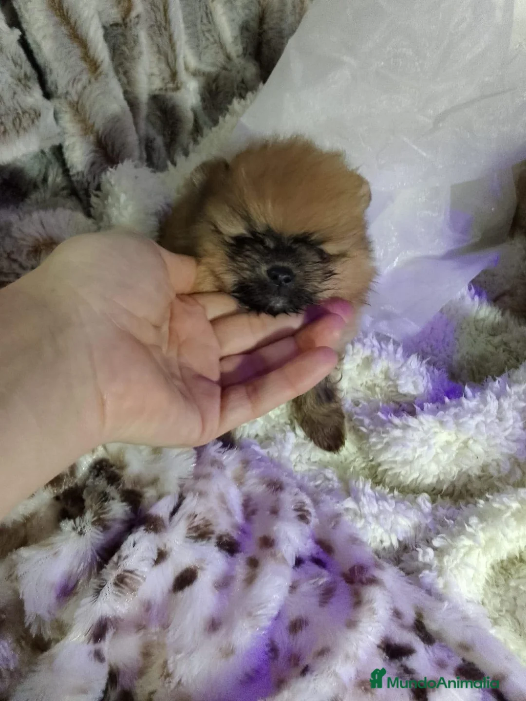 Pomerania perros en venta: ‼️POMERANIAS AMERICANOS  - Anuncio 1
