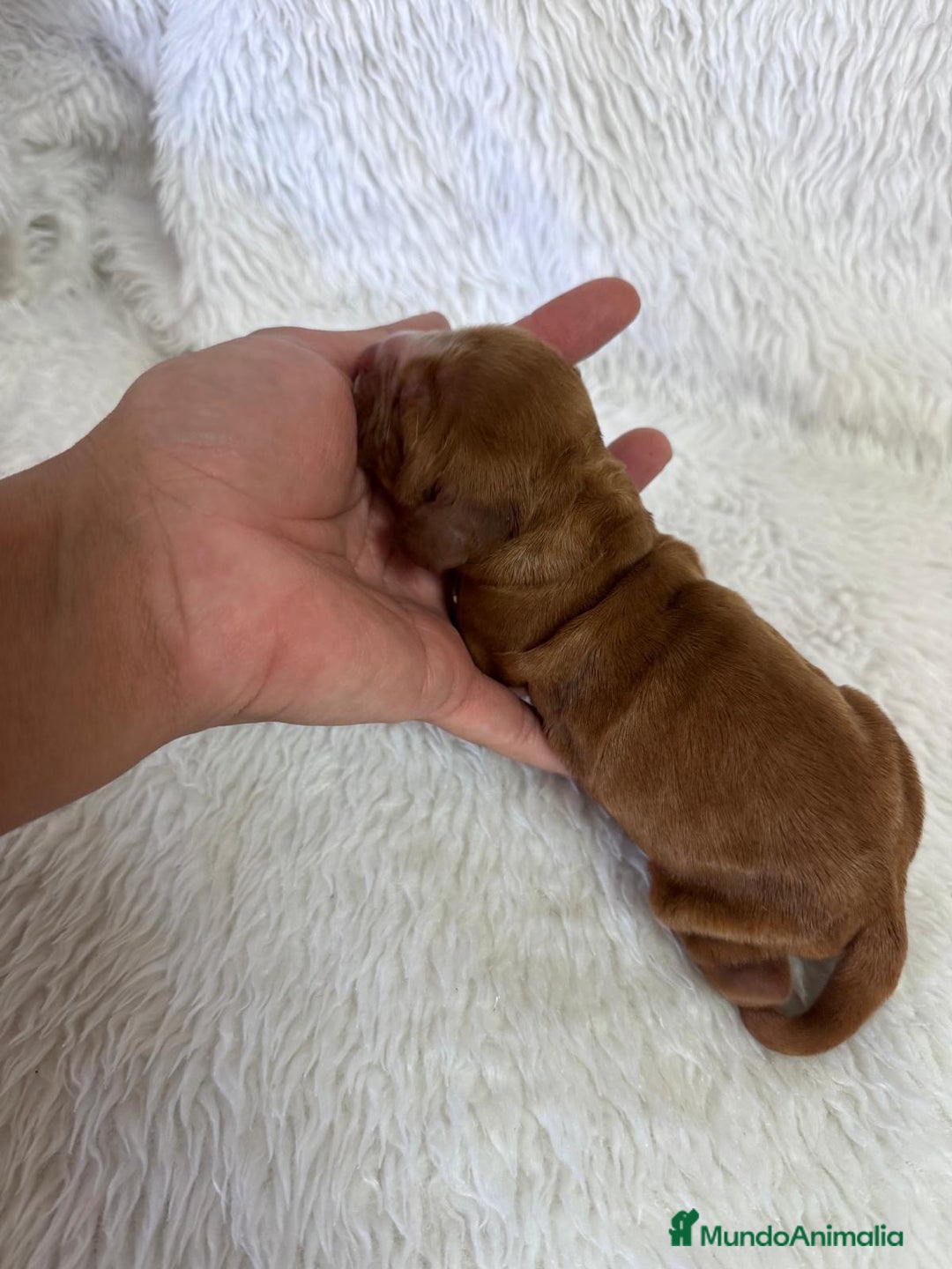 Caniche Toy perros en venta: CANICHE TOY HEMBRA - Imagen 11