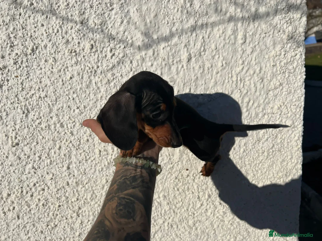 Teckel perros en venta: TECKEL PUPPIES LISTOS !!!! en Badajoz - Anuncio 3