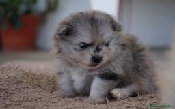 Pomerania perros en venta:  ⸻  🐾 Roscón, Prodigy y Python – Pomeranias 🐾 - Imagen 7